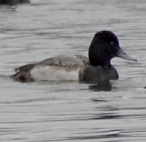 purpurhodeand - ML646601325