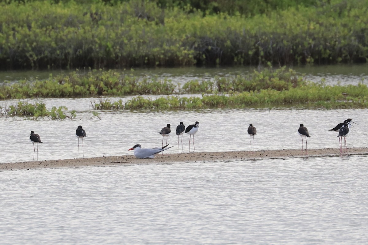 rybák velkozobý - ML646601326