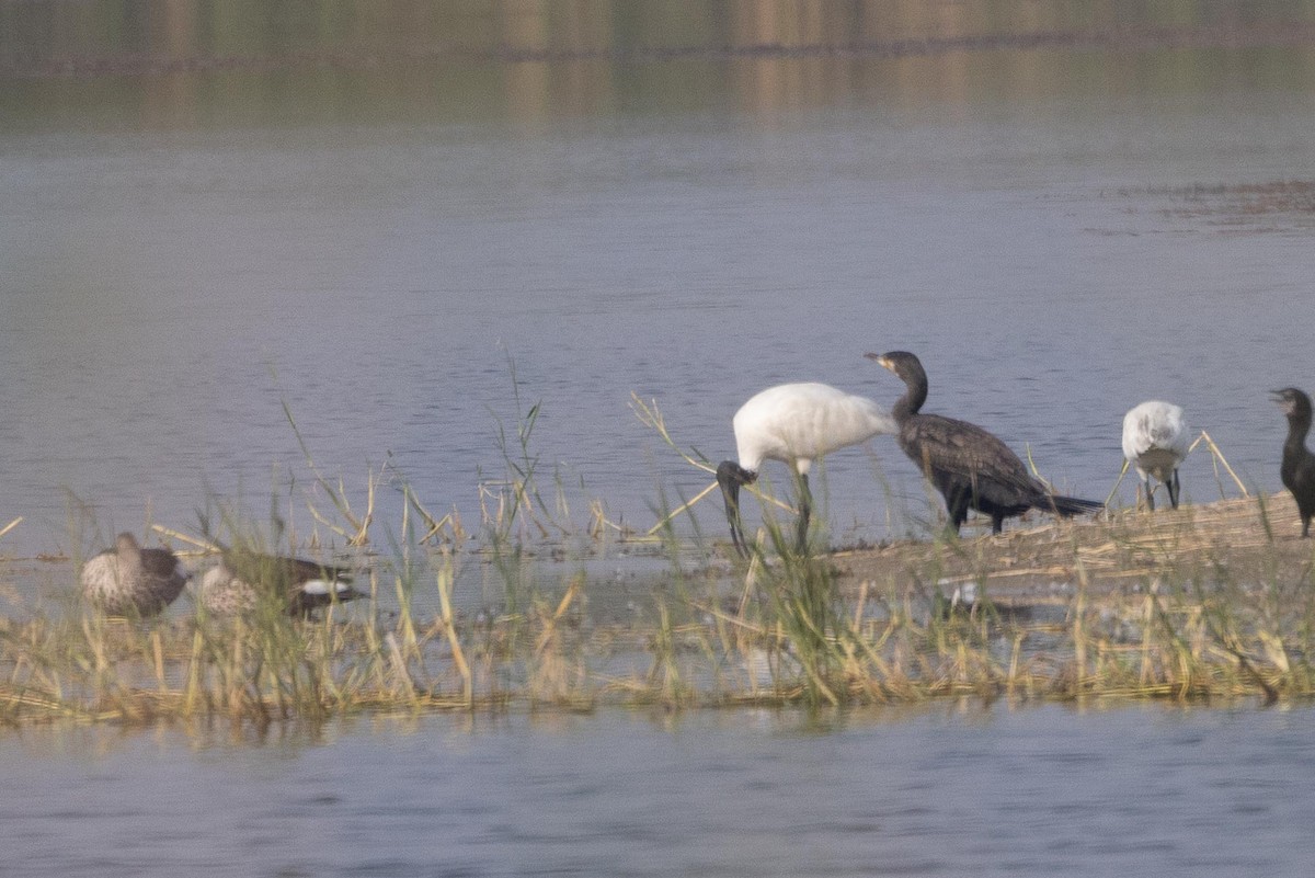 Black-headed Ibis - ML646601328
