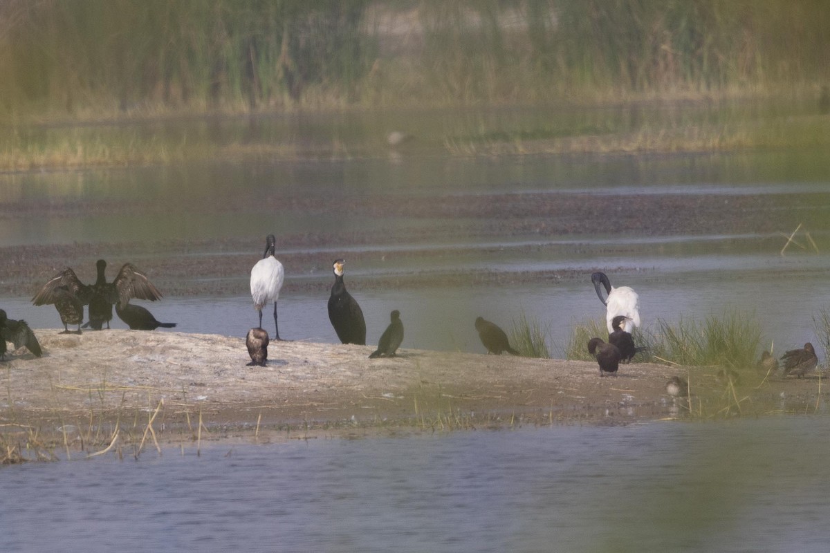 Black-headed Ibis - ML646601329