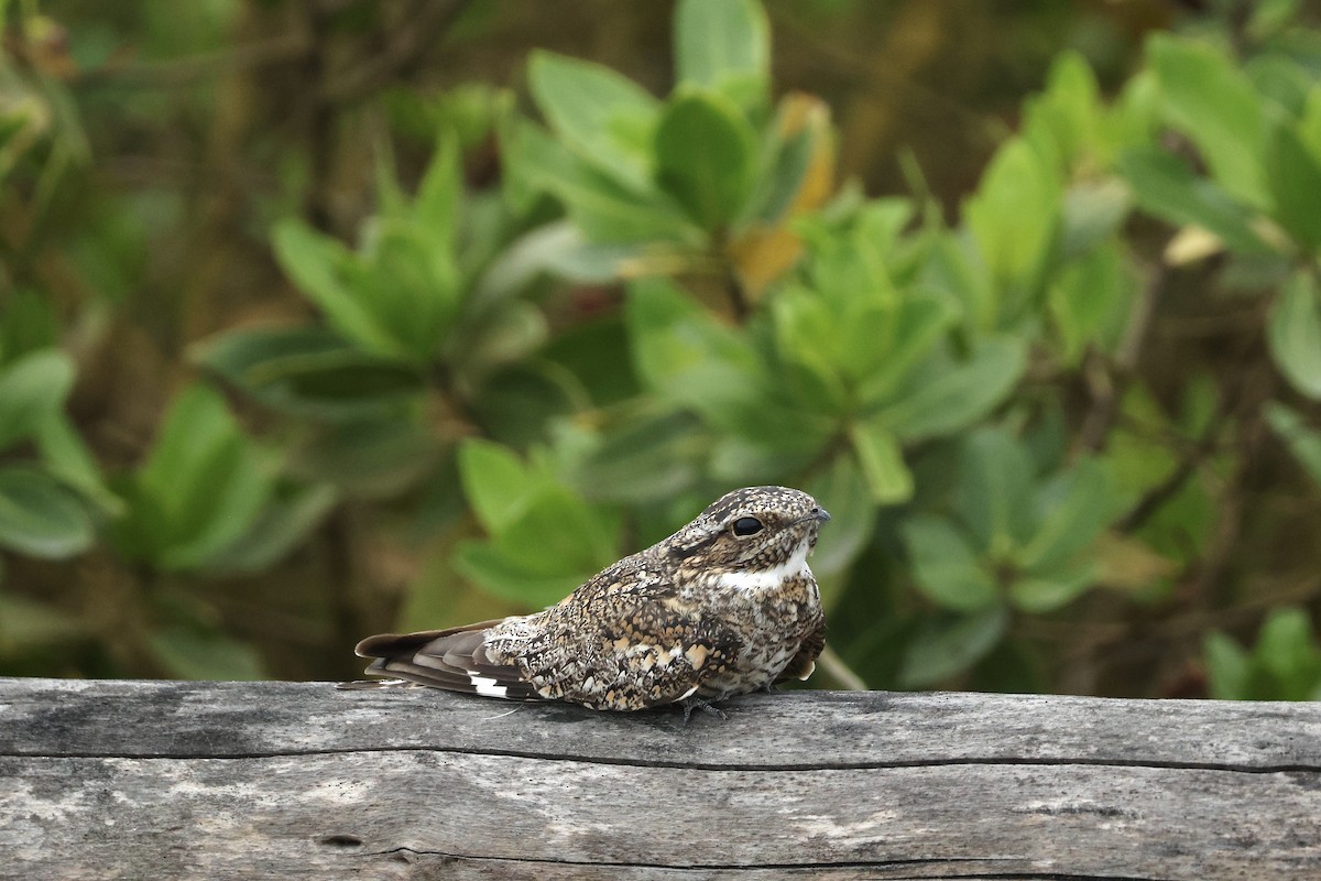 Lesser Nighthawk - ML646601331