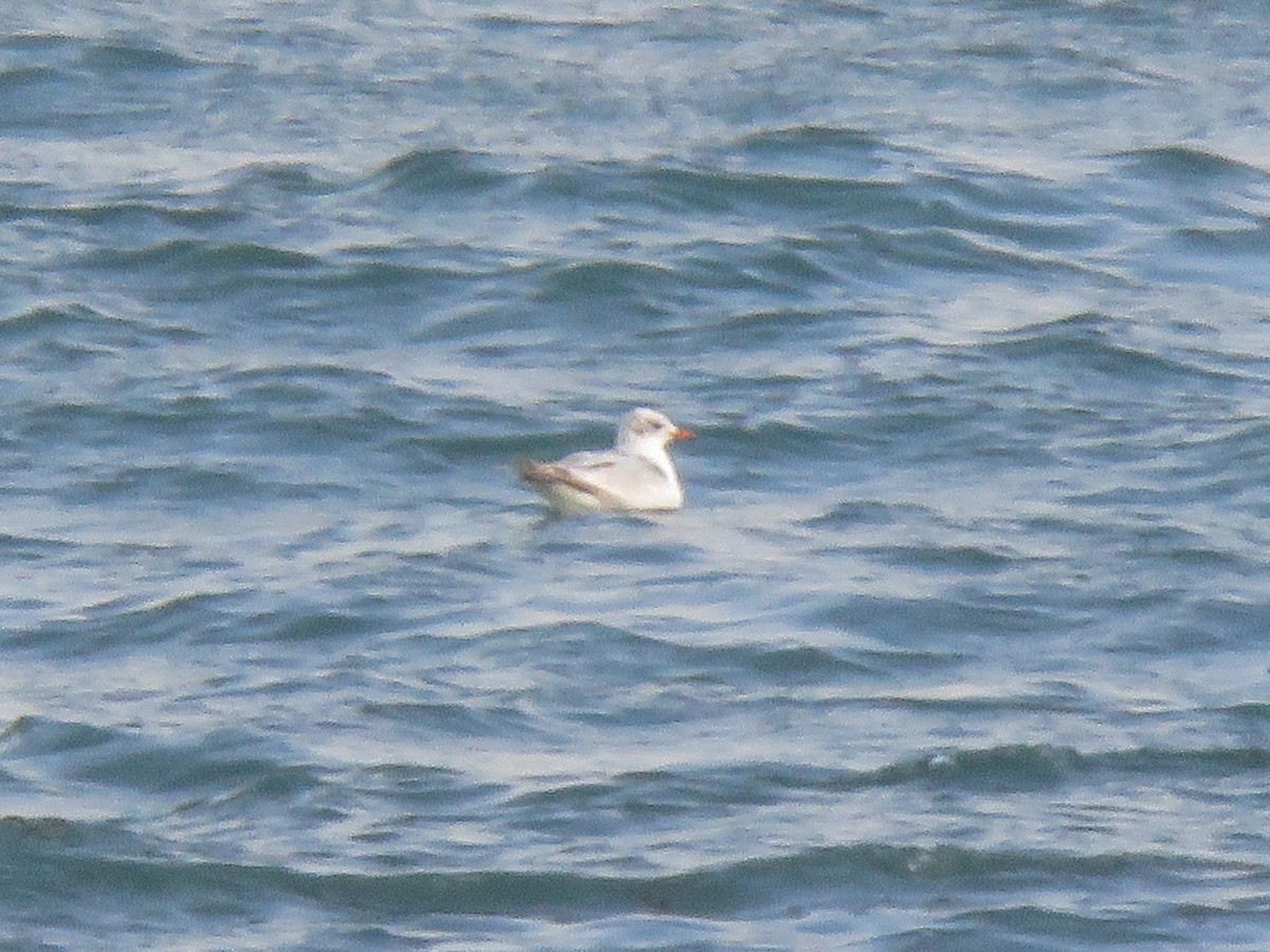 Mediterranean Gull - ML646601332