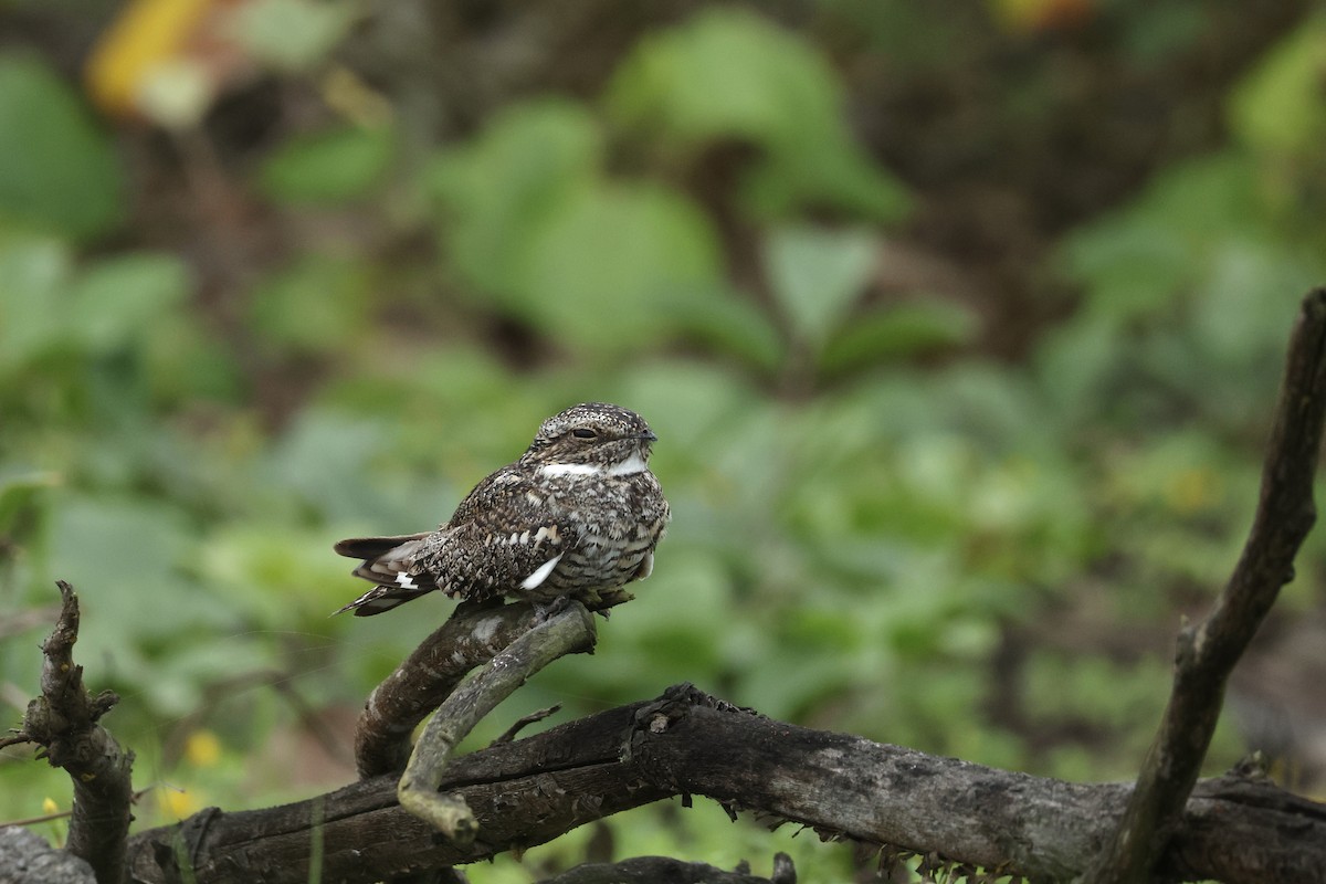 Lesser Nighthawk - ML646601333