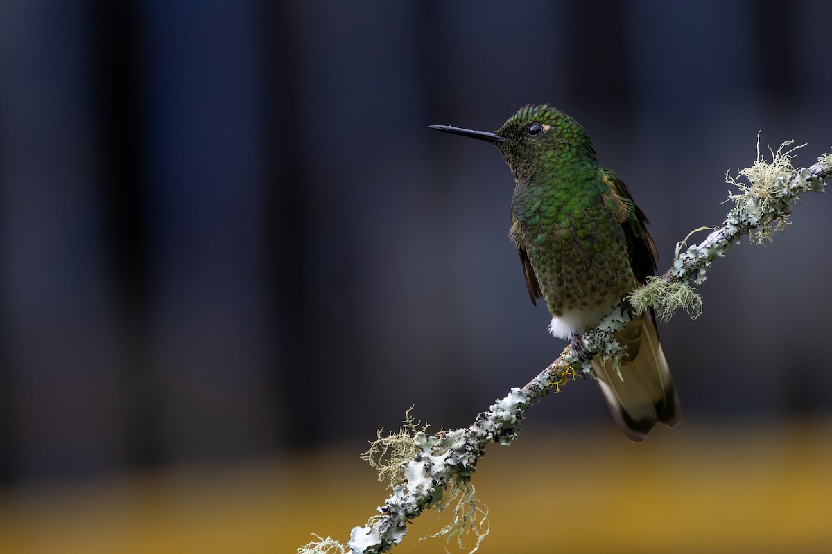 フチオハチドリ - ML646601334