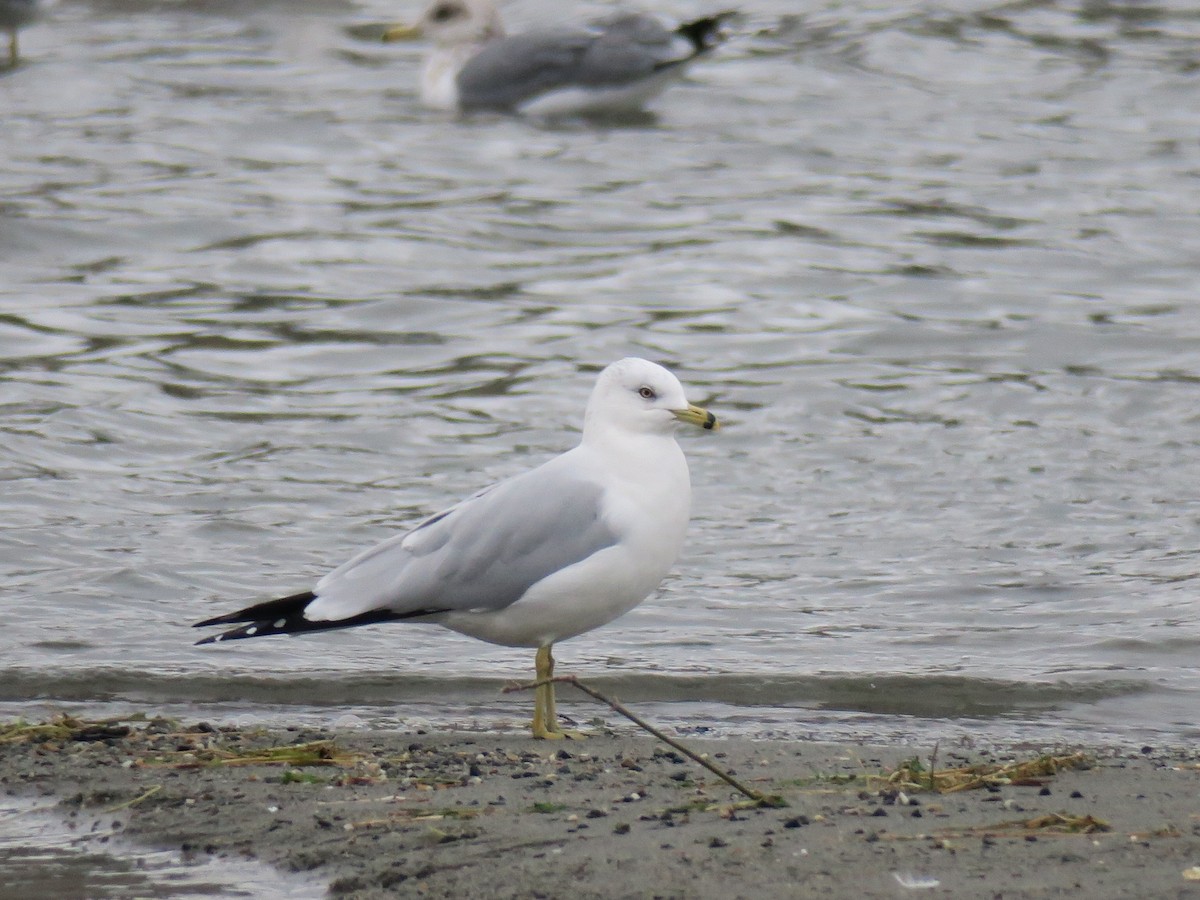 Ring-billed Gull - ML646601337