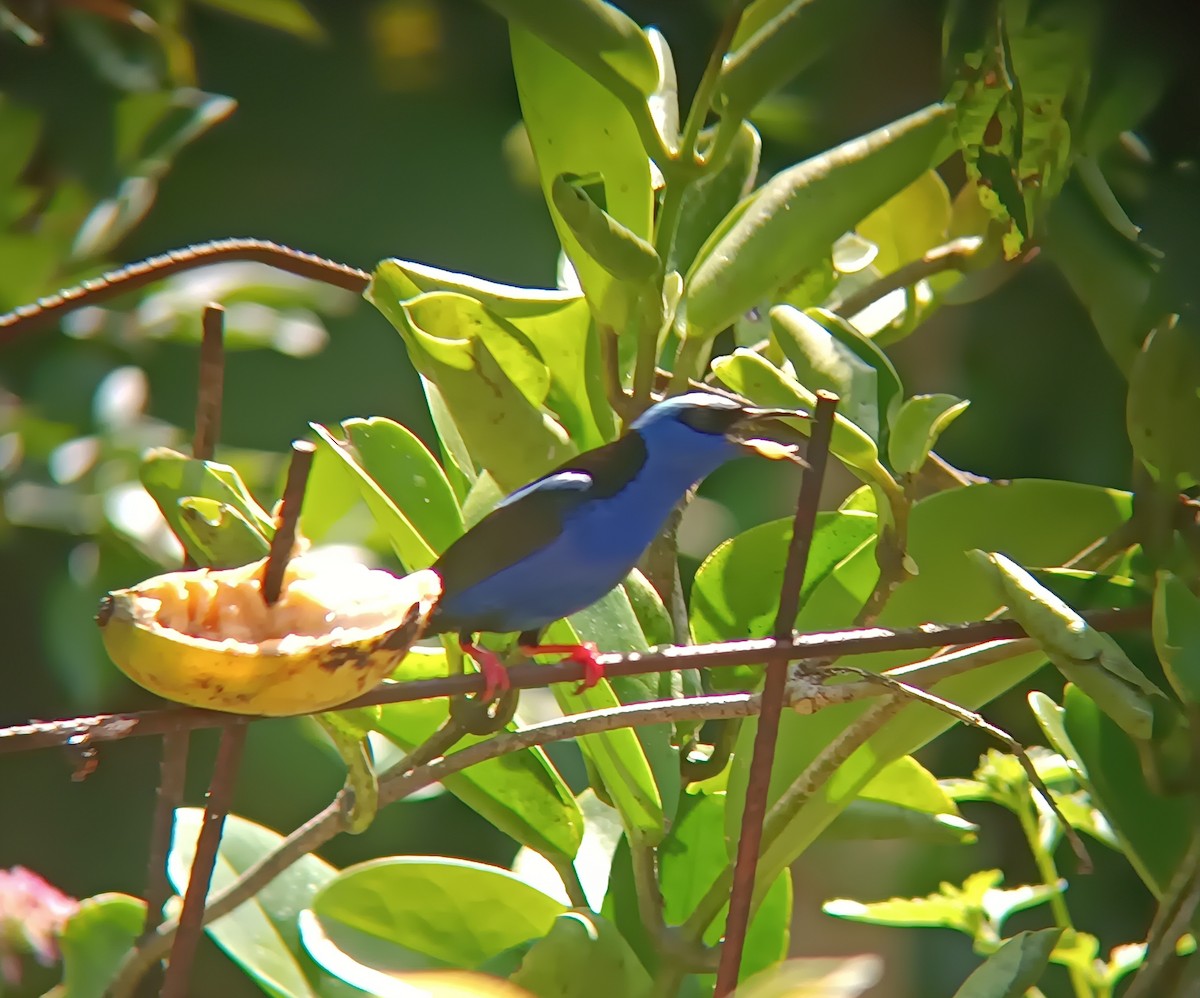 Red-legged Honeycreeper - ML646601338