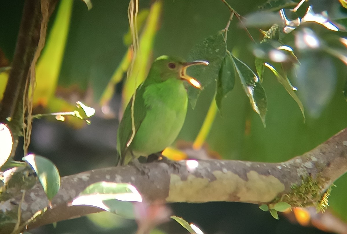 Green Honeycreeper - ML646601344