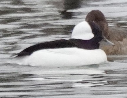 bøffeland - ML646601346