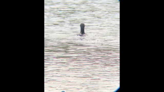 Баклан вухатий - ML646601347