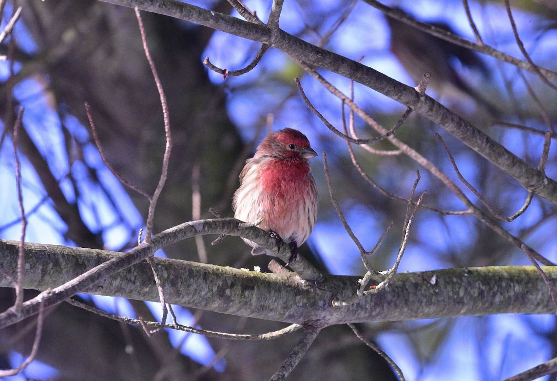 hýl rudoprsý - ML646601351