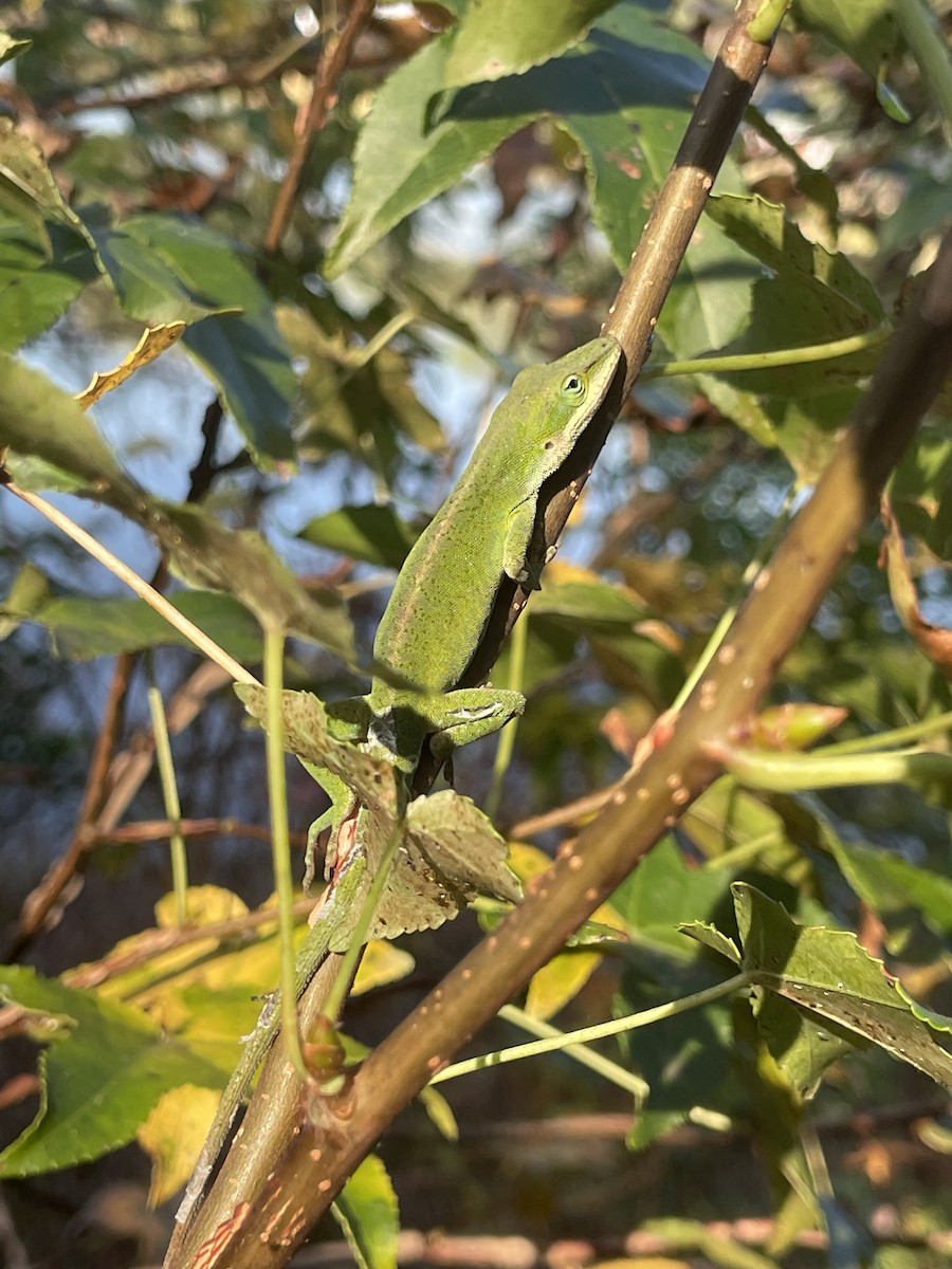 Green Anole - ML646601354