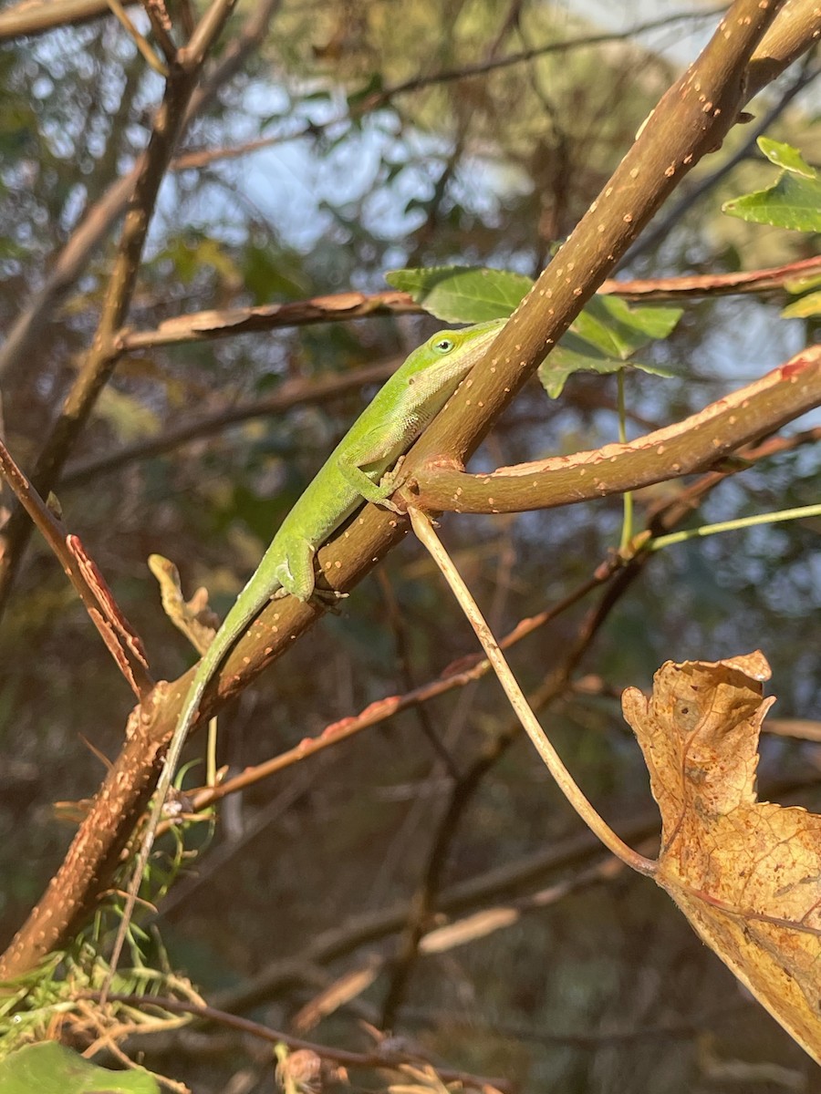 Green Anole - ML646601355