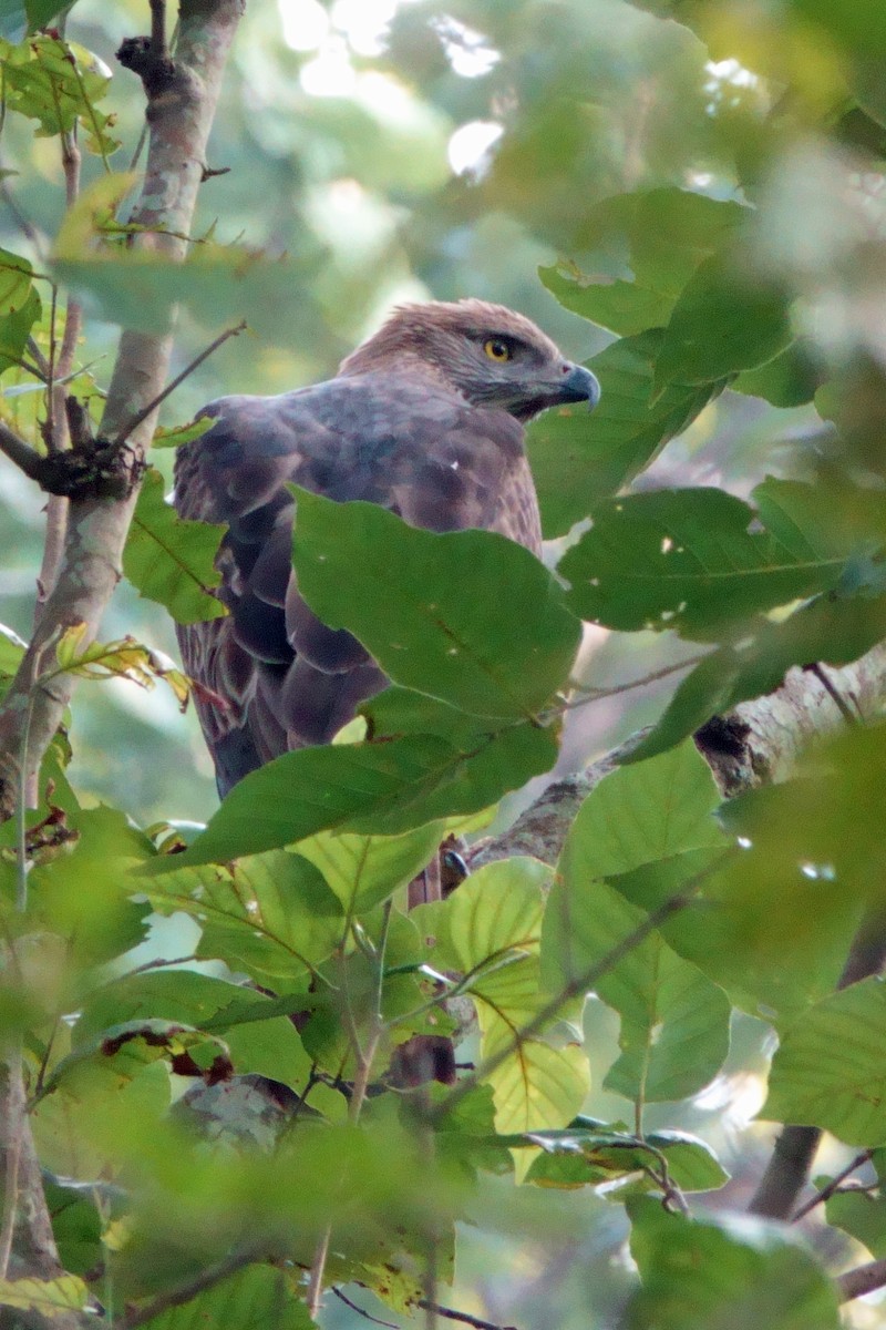 vekselskogørn - ML646601357