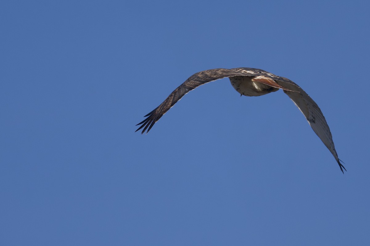Red-tailed Hawk - ML646601358