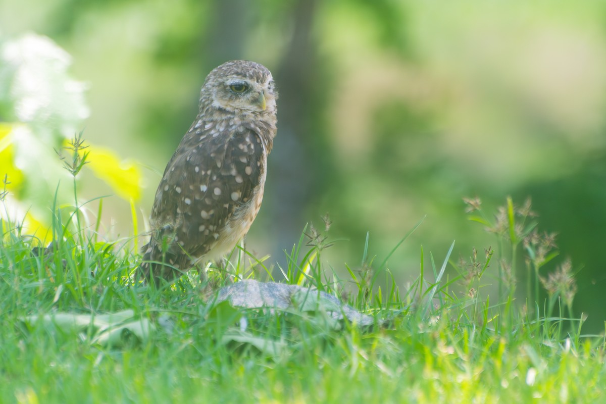 Burrowing Owl - ML646601359