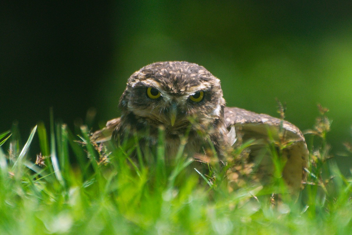Burrowing Owl - ML646601360