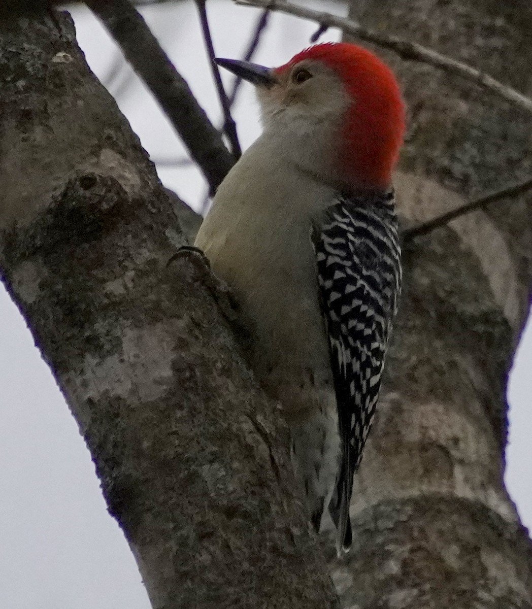 lundspett - ML646601361