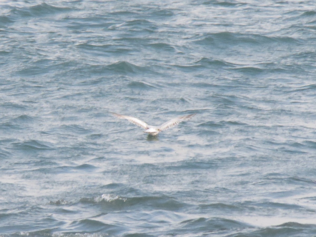 Mediterranean Gull - ML646601362