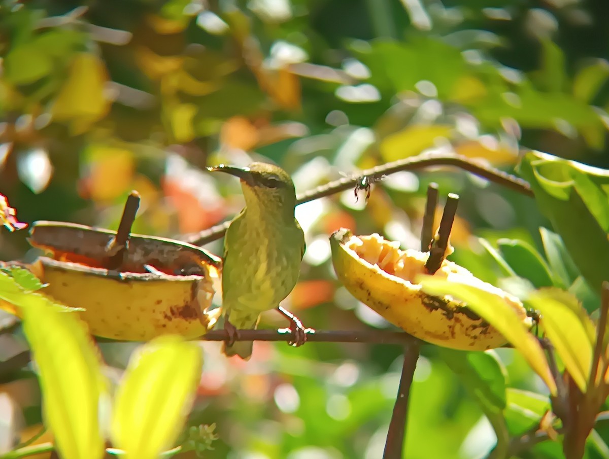 Red-legged Honeycreeper - ML646601367