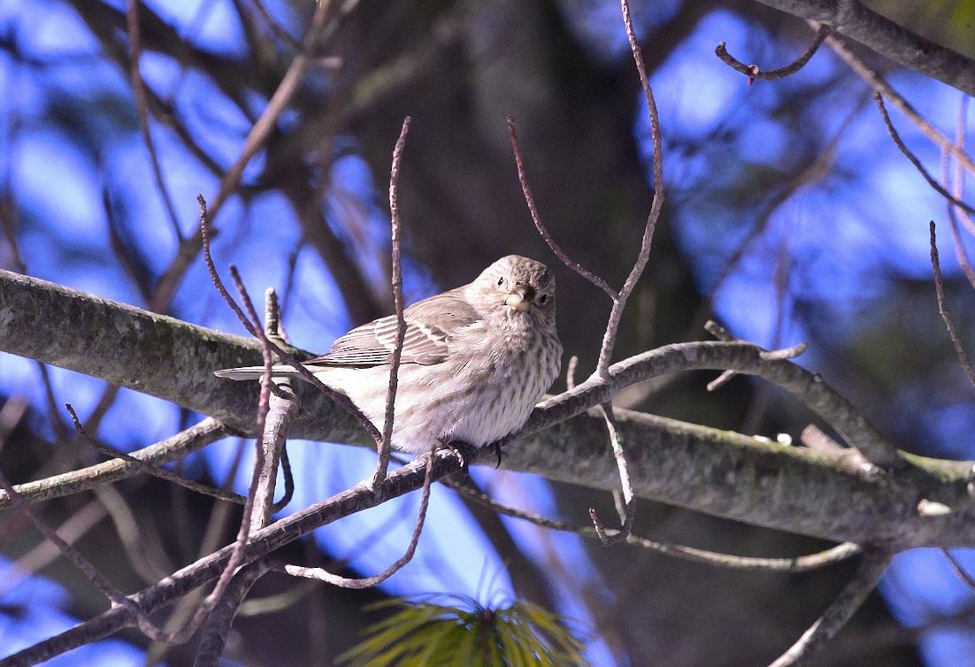 hýl rudoprsý - ML646601370