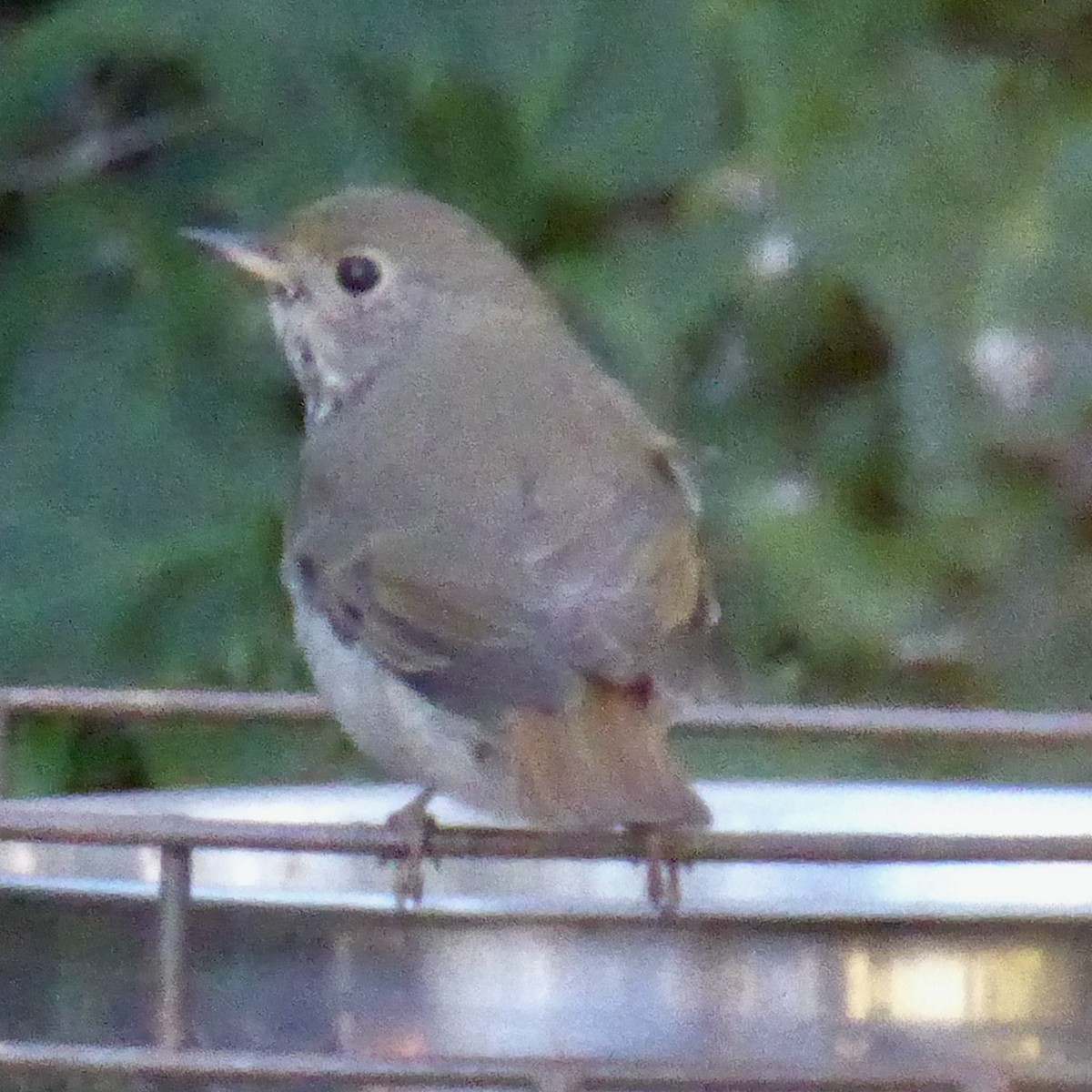 Einsiedler-Musendrossel - ML646601374