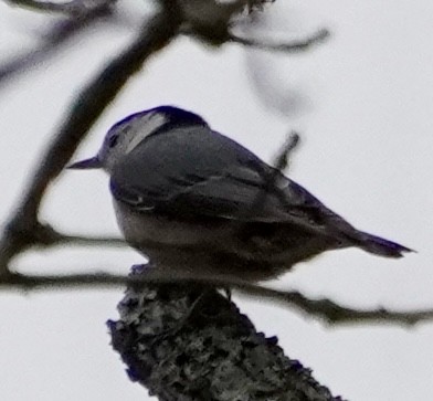 hvitbrystspettmeis - ML646601376