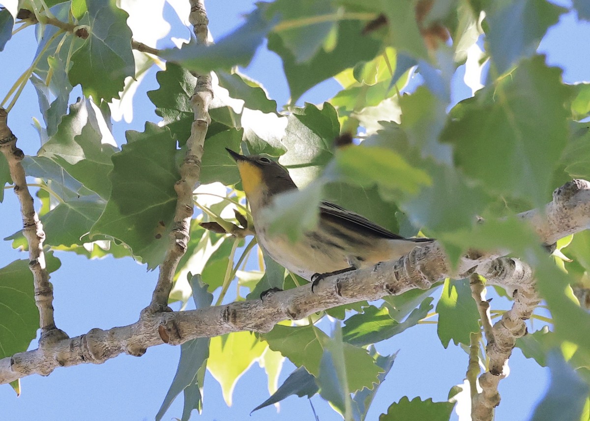 Yellow-rumped Warbler (Myrtle) - ML646601381