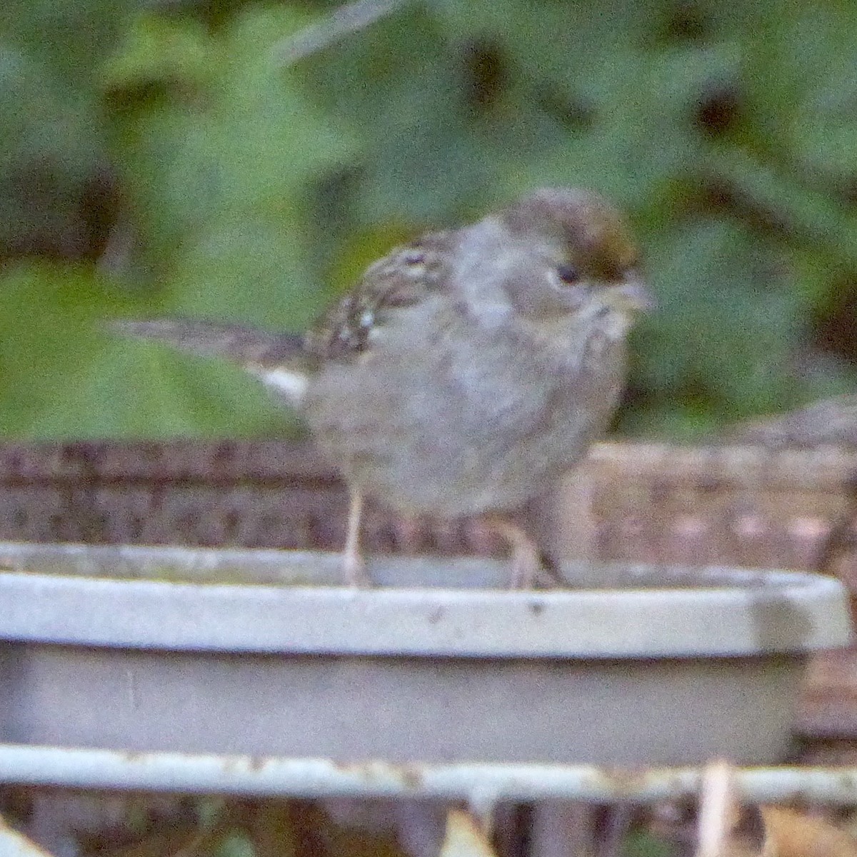 Kronenammer - ML646601382