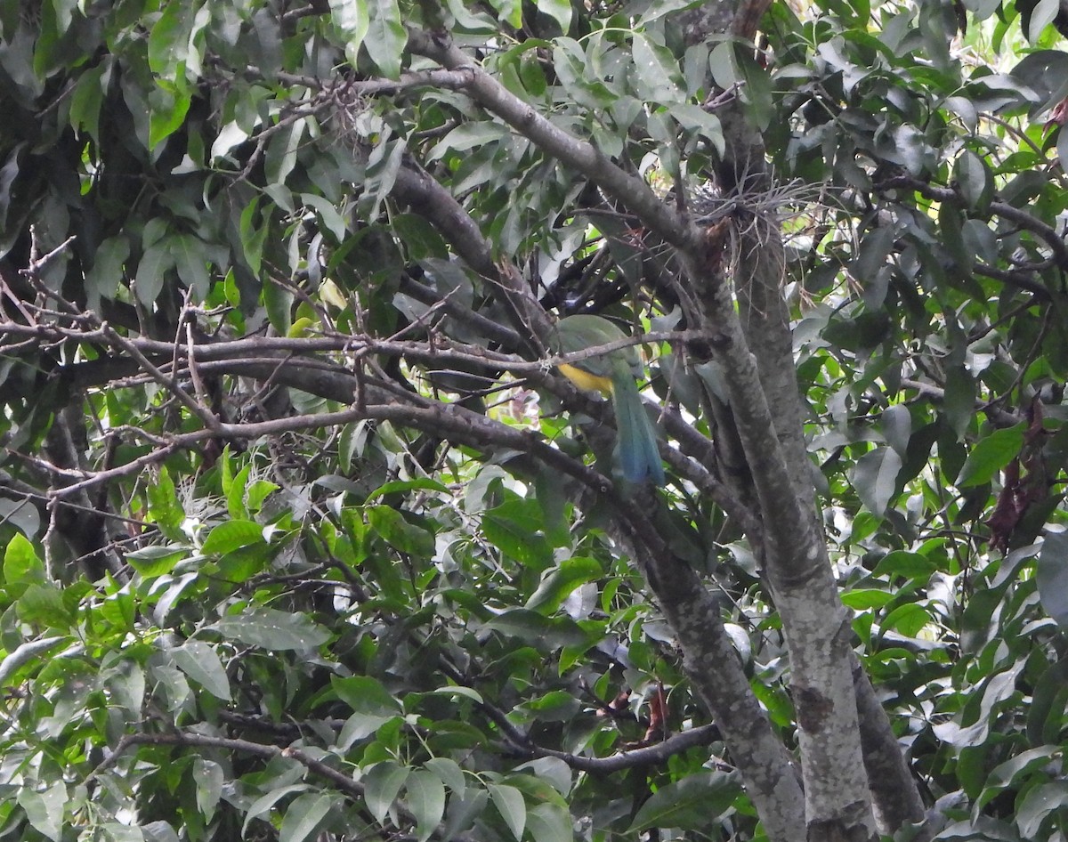 Geai vert - ML646601383