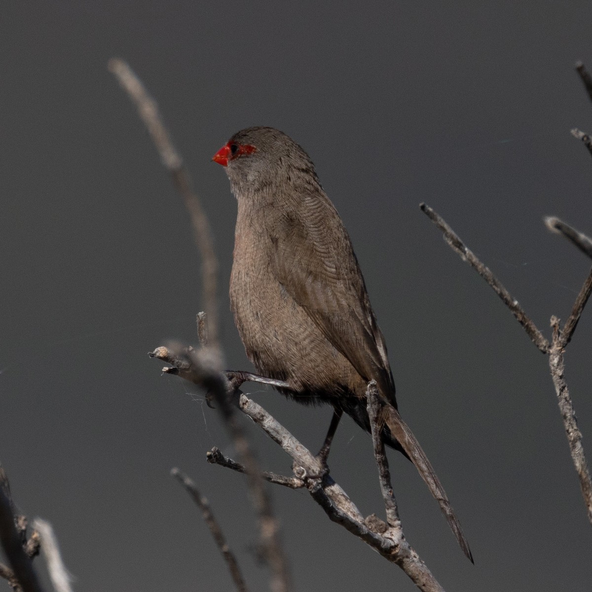 Common Waxbill - ML646601386