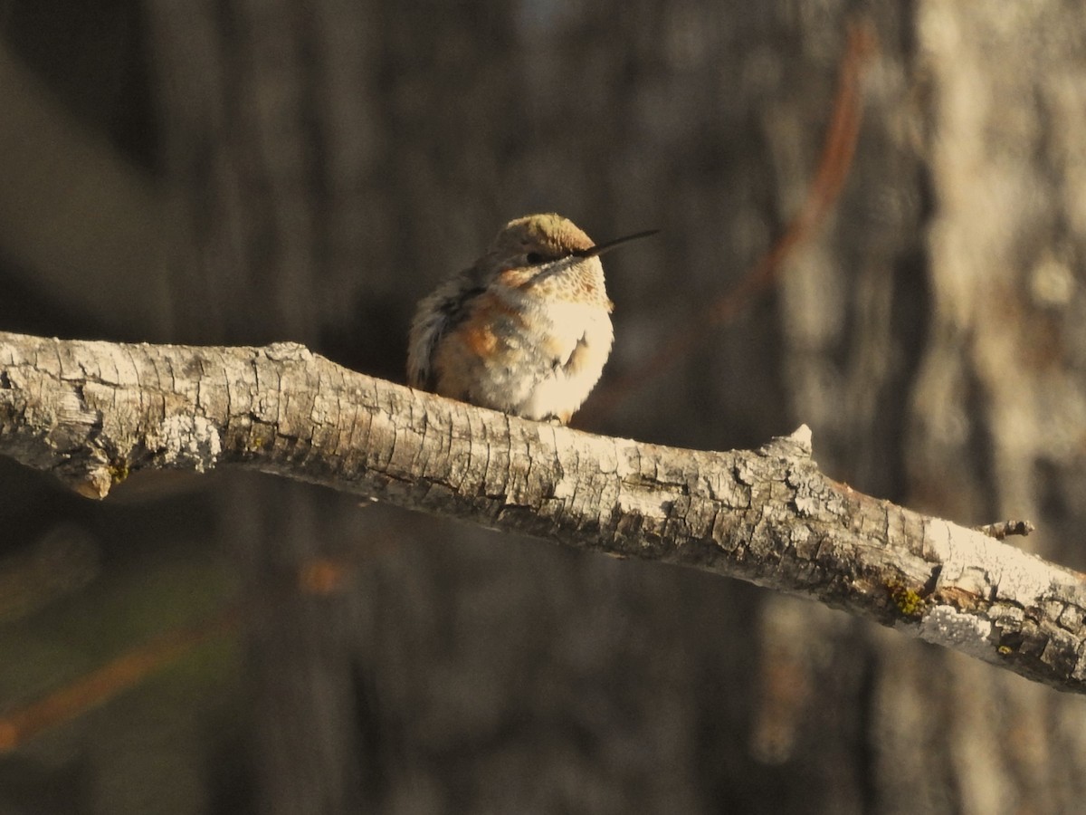 Rufous Hummingbird - ML646601389