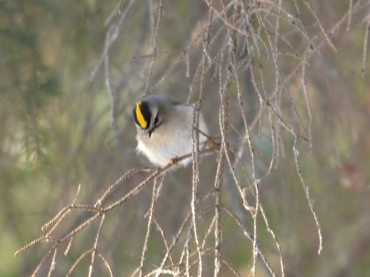 Golden-crowned Kinglet - ML646601390