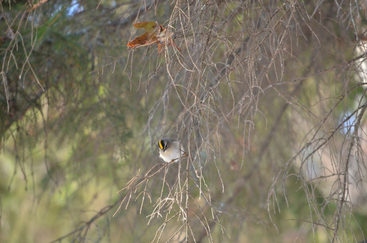 Golden-crowned Kinglet - ML646601393