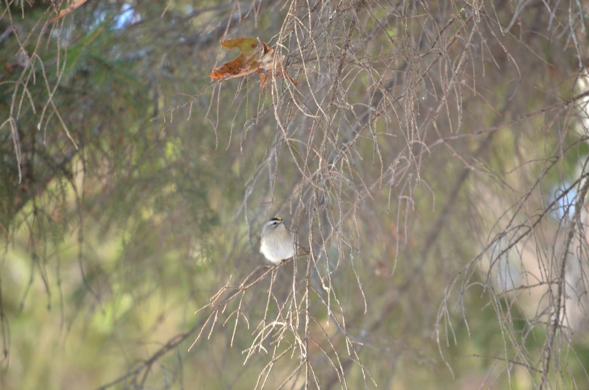 Golden-crowned Kinglet - ML646601394
