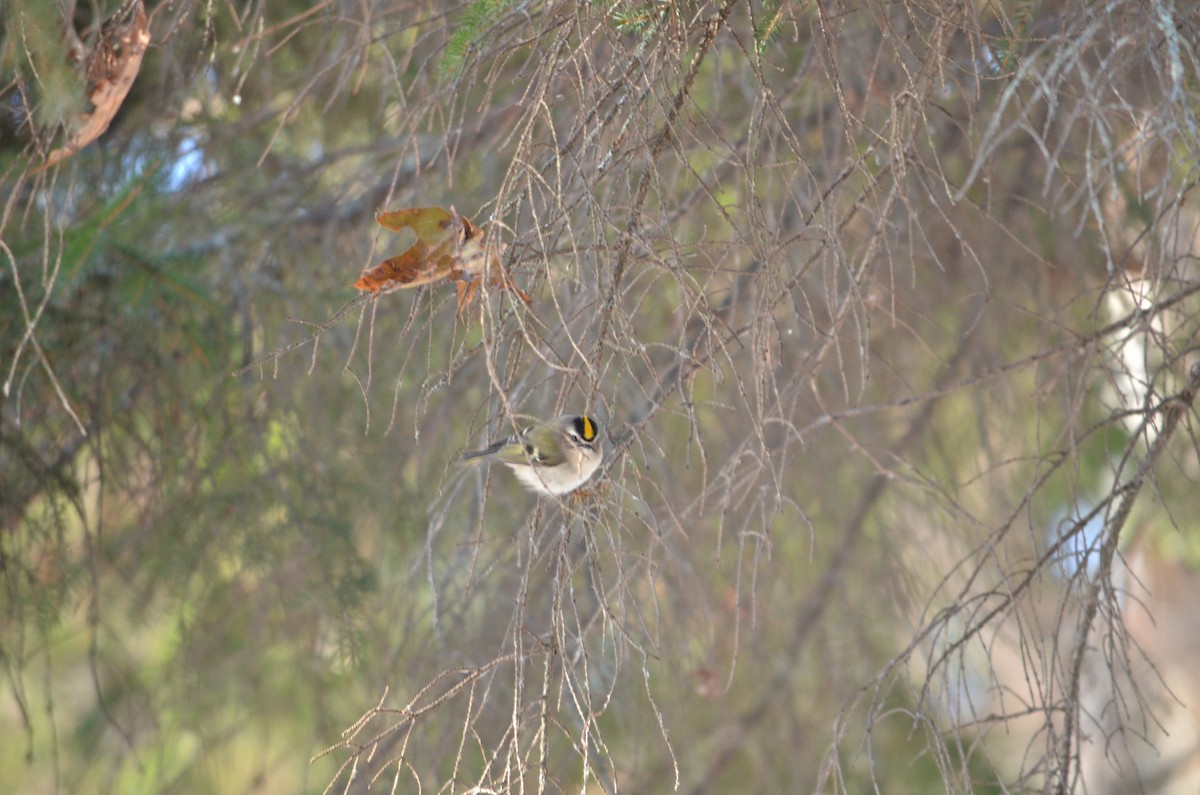 Golden-crowned Kinglet - ML646601395