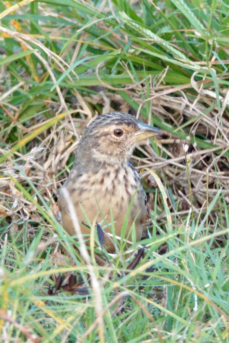 Bengal Bushlark - ML646601396