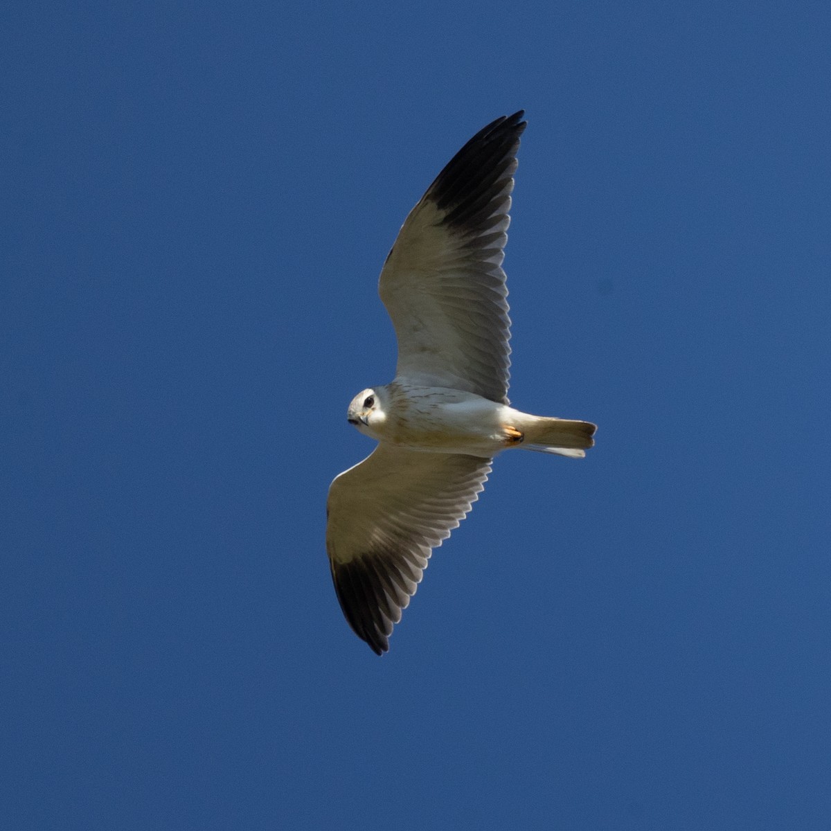 Black-winged Kite (African) - ML646601398