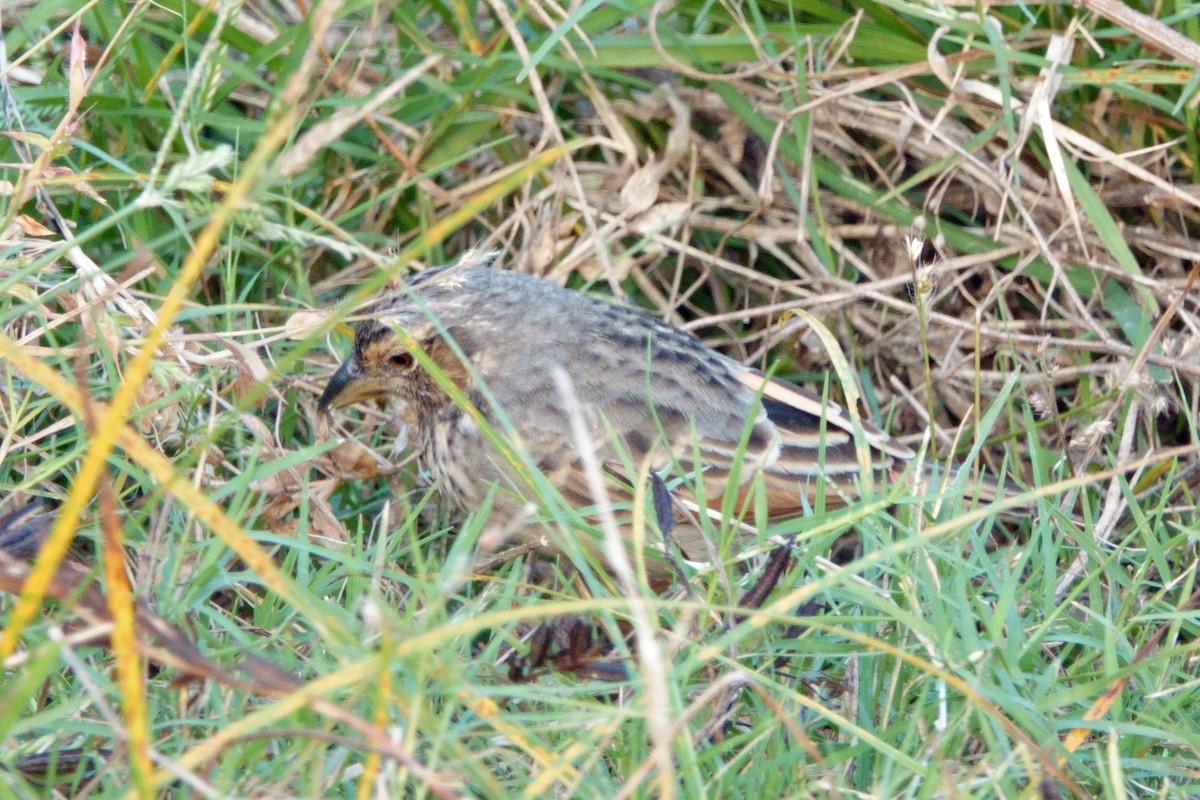 Bengal Bushlark - ML646601399