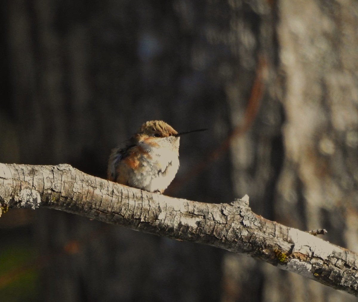 Rufous Hummingbird - ML646601400