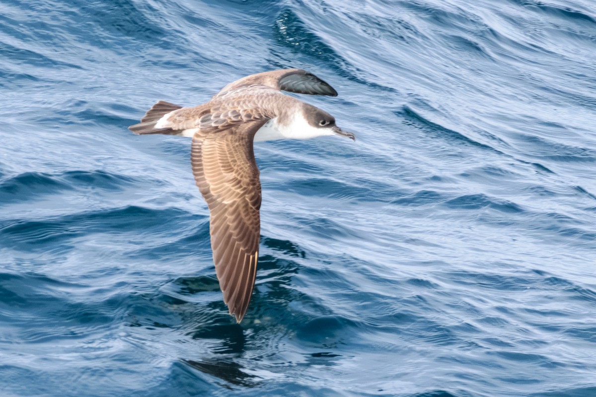 buřňák velký - ML646601403