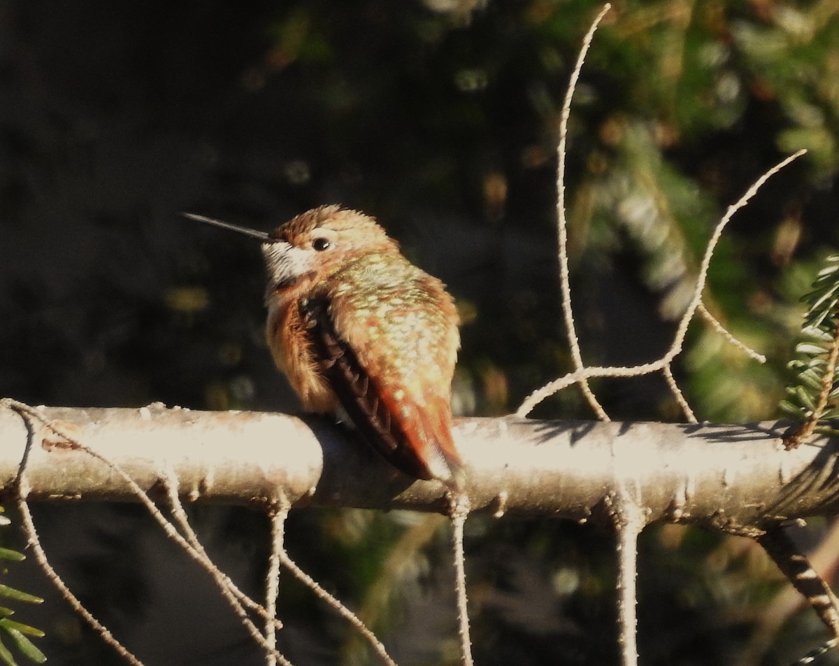 Rufous Hummingbird - ML646601407
