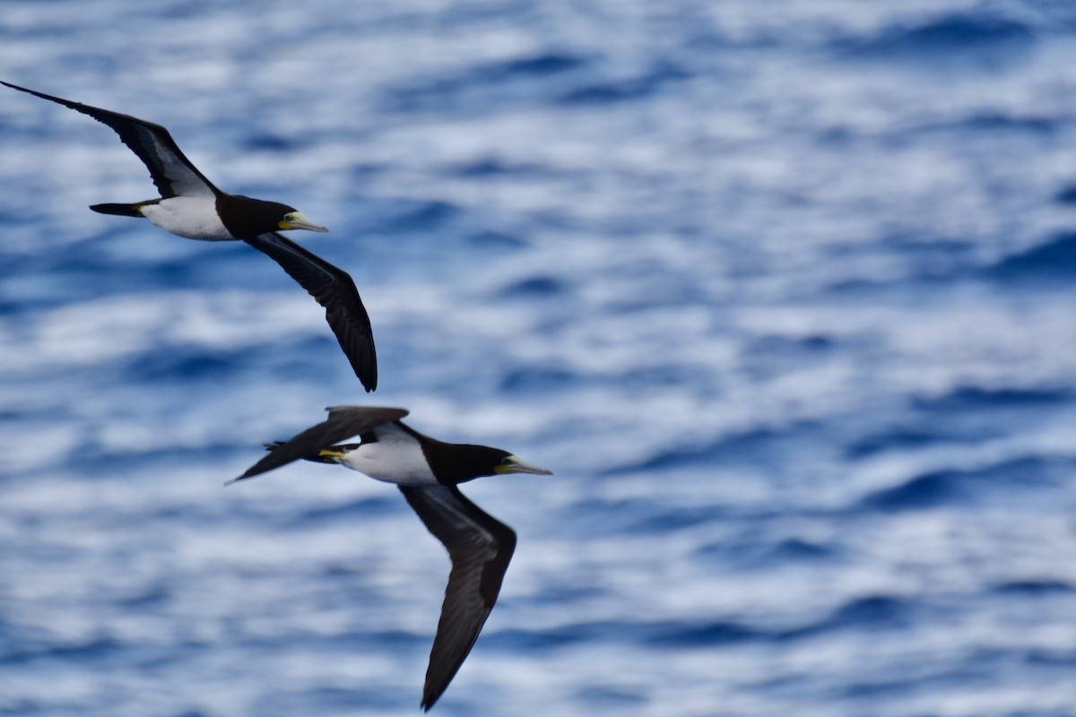 סולה לבנת-בטן - ML646601408
