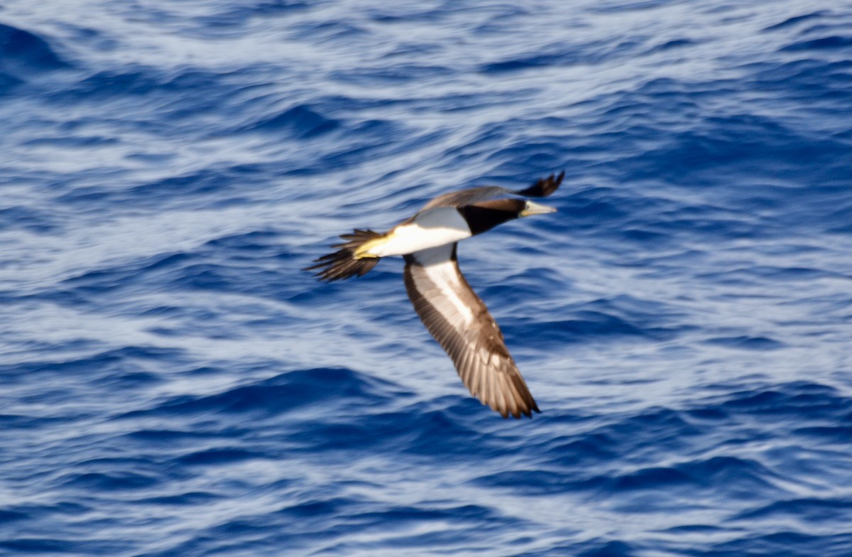 סולה לבנת-בטן - ML646601409