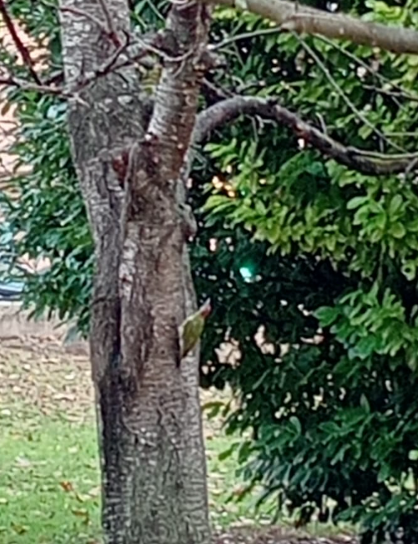 Iberiengrünspecht - ML646601411