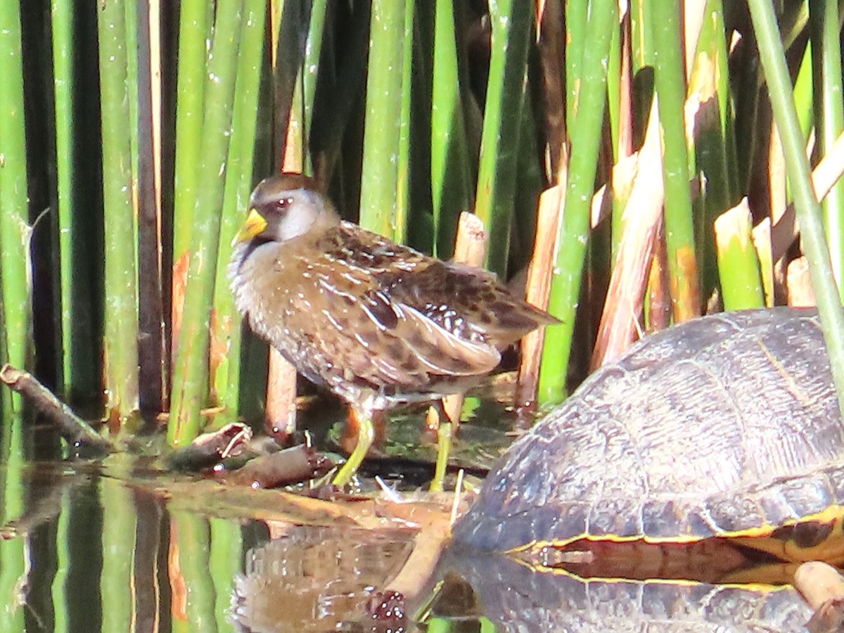 Marouette de Caroline - ML646601414