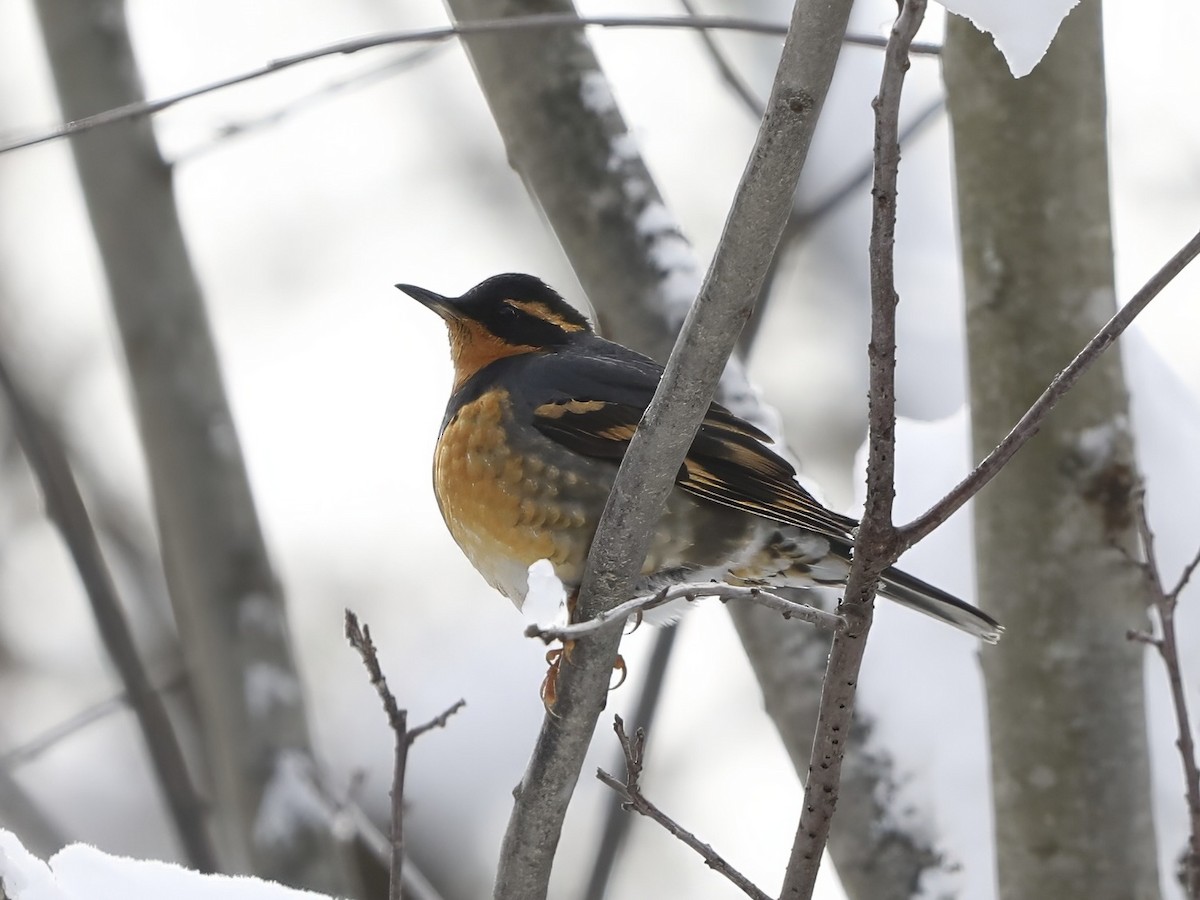 Varied Thrush - ML646601421
