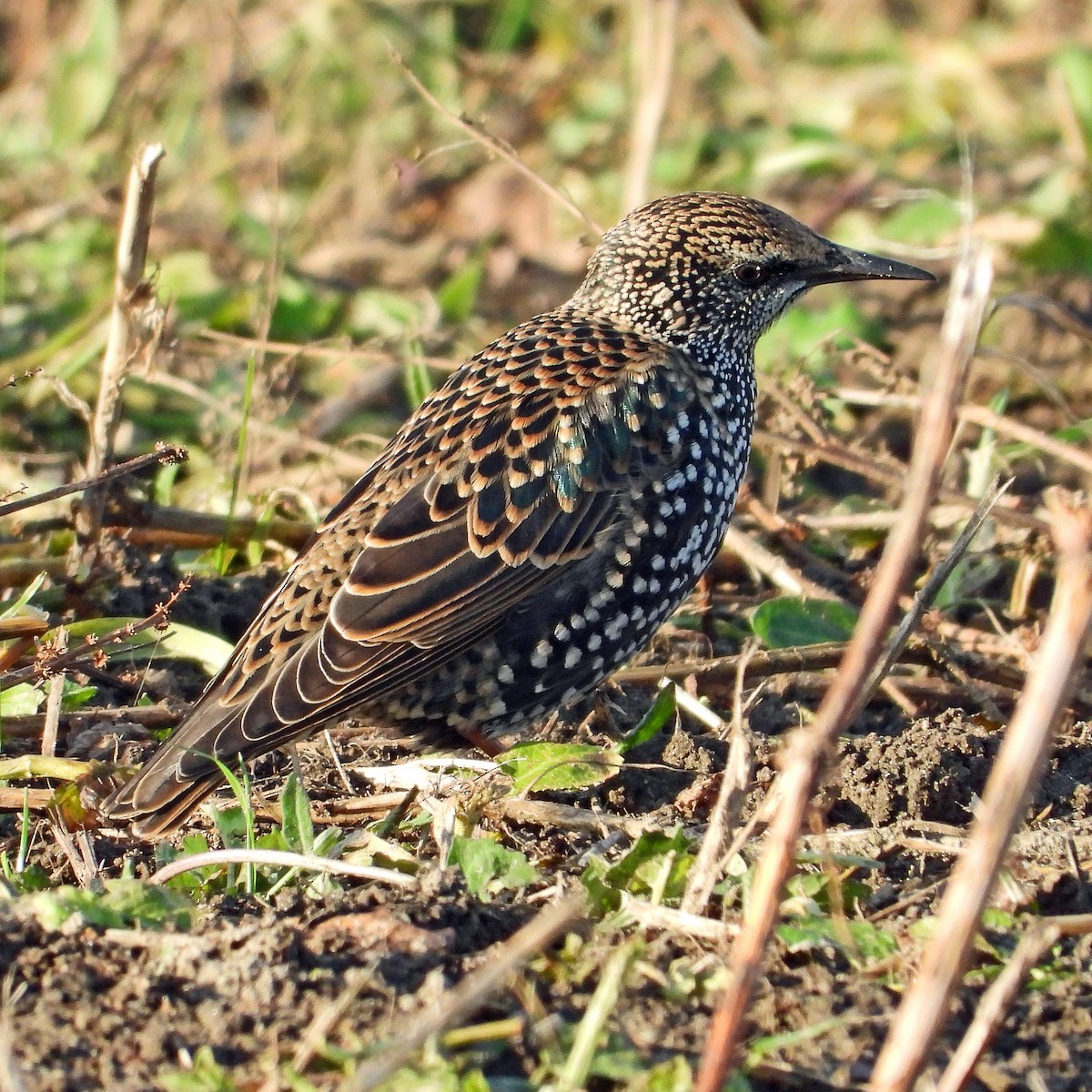 European Starling - ML646601422