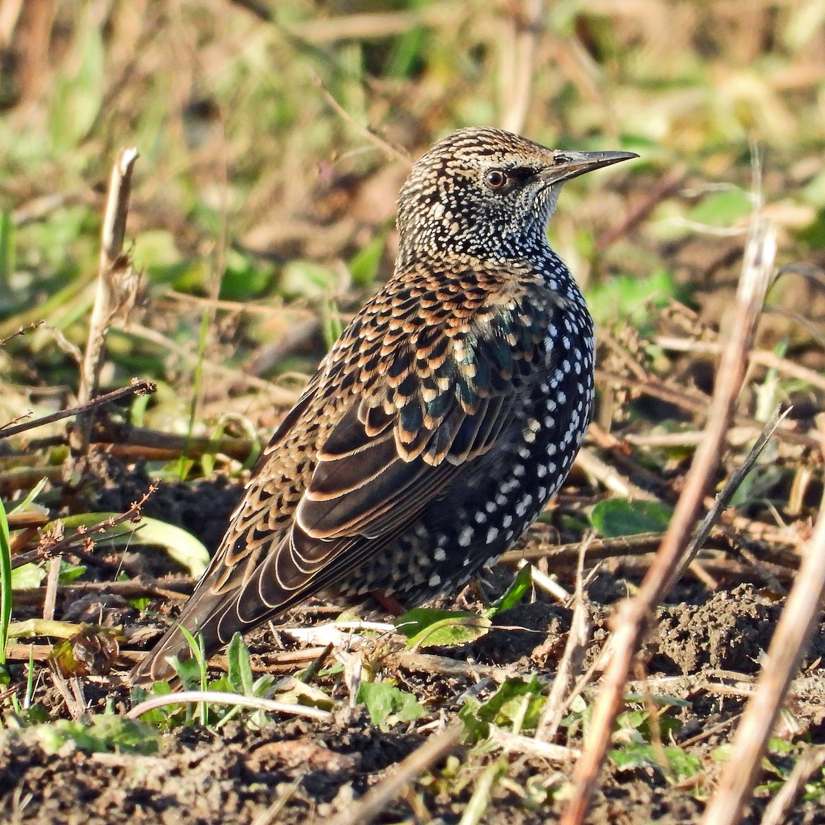European Starling - ML646601423