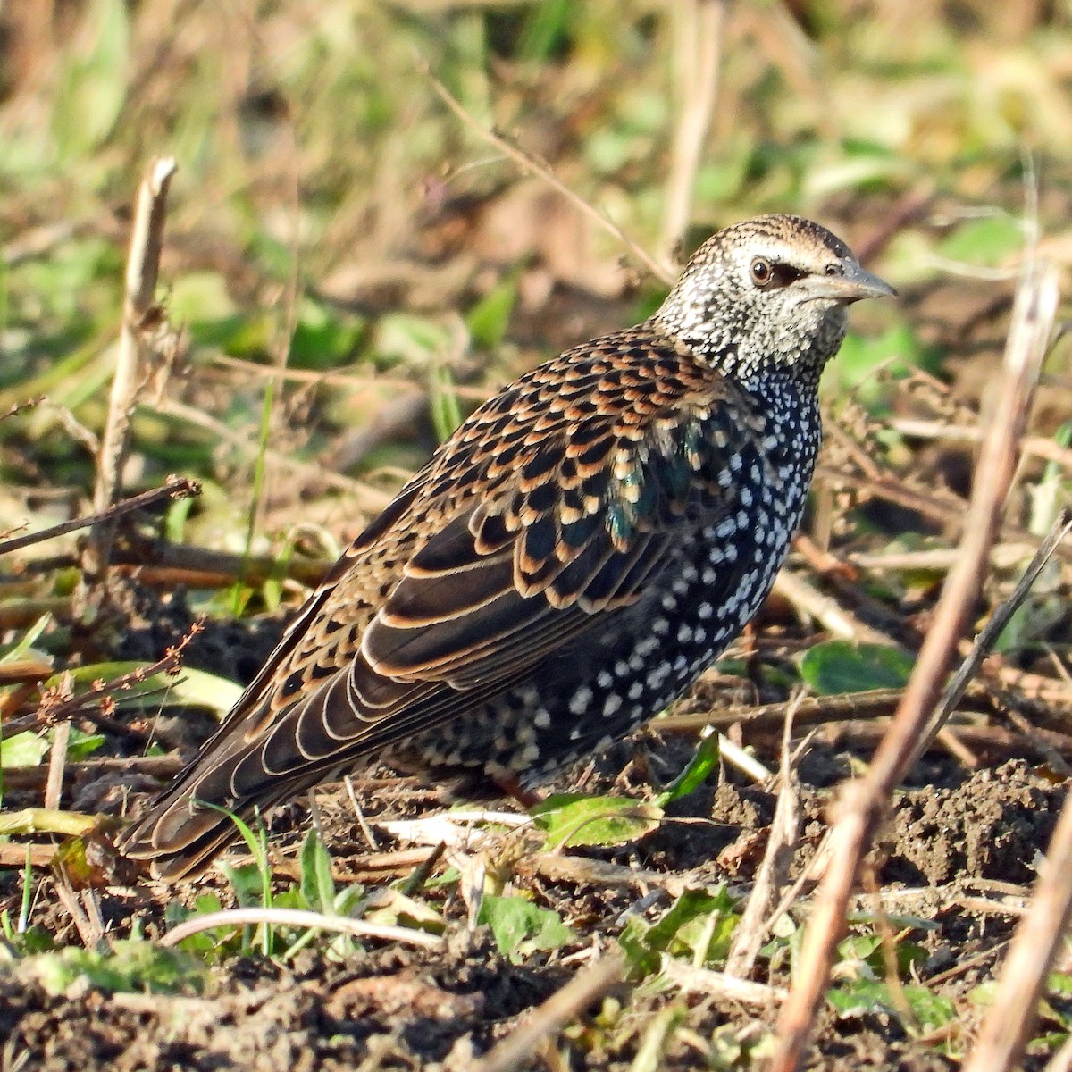 European Starling - ML646601424
