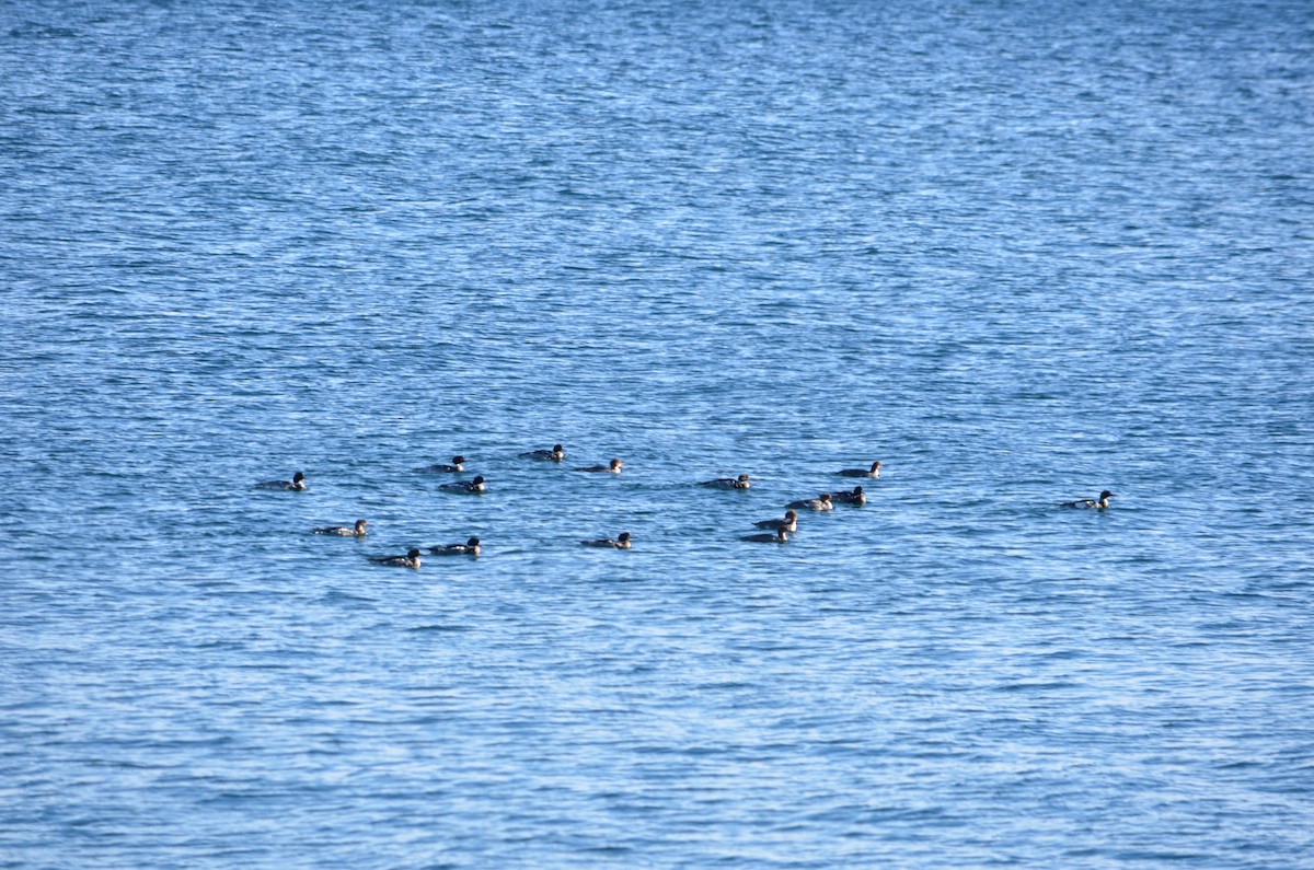 ウミアイサ - ML646601425